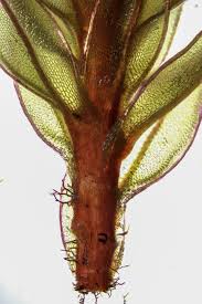 Attēlu rezultāti vaicājumam “Bryum pseudotriquetrum”