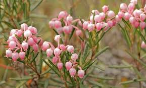 Attēlu rezultāti vaicājumam “Andromeda polifolia bud”