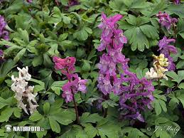 Attēlu rezultāti vaicājumam “Corydalis cava”
