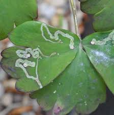 Attēlu rezultāti vaicājumam “Phytomyza minuscula”