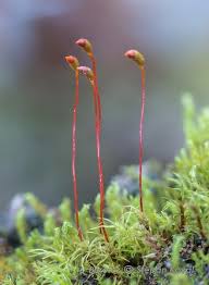 Attēlu rezultāti vaicājumam “Dicranella staphylina”