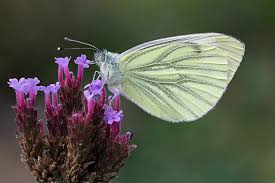 Attēlu rezultāti vaicājumam “Pieris napi”
