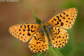 Attēlu rezultāti vaicājumam “Clossiana euphrosyne”