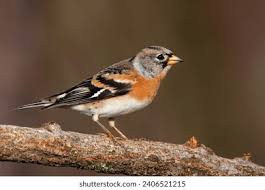 Attēlu rezultāti vaicājumam “Fringilla montifringilla male”