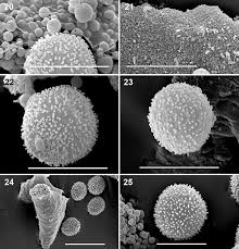 Attēlu rezultāti vaicājumam “Diderma testaceum sessile”