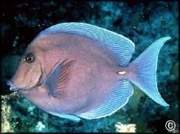 Image result for Acanthurus bahianus