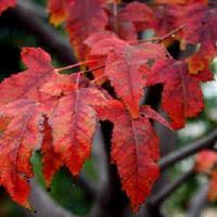 Attēlu rezultāti vaicājumam “Acer tataricum subsp. ginnala fruit”
