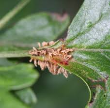 Attēlu rezultāti vaicājumam “Gymnosporangium sp.”