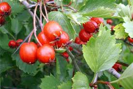 Attēlu rezultāti vaicājumam “Sorbus”