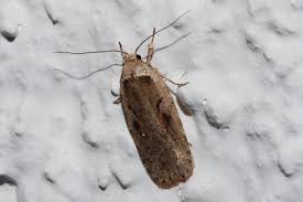 Attēlu rezultāti vaicājumam “Agonopterix ocellana”