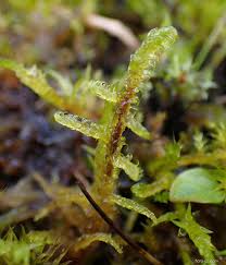Attēlu rezultāti vaicājumam “Hamatocaulis vernicosus”