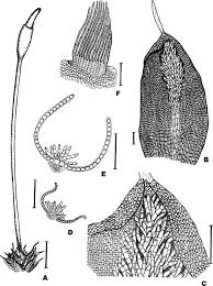 Attēlu rezultāti vaicājumam “Rhynchostegiella tenella sporophyte”