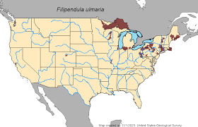 Attēlu rezultāti vaicājumam “Triphragmium ulmariae”