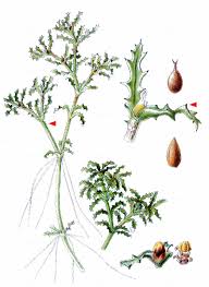 Attēlu rezultāti vaicājumam “Najas marina leaf”