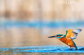 Attēlu rezultāti vaicājumam “Alcedo atthis”