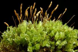 Attēlu rezultāti vaicājumam “Tetraphis pellucida”