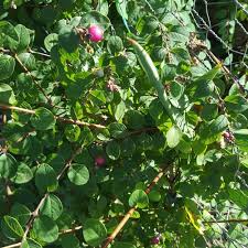 Attēlu rezultāti vaicājumam “Symphoricarpos x chenaultii”