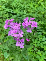 Attēlu rezultāti vaicājumam “Hesperis matronalis leaf”