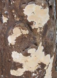 Attēlu rezultāti vaicājumam “Ceriporia”