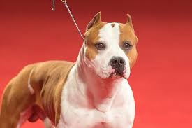 Image result for Staffordshire Stallions