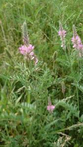 Image result for Onobrychis viciifolia