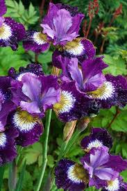 Attēlu rezultāti vaicājumam “Iris sibirica flower”