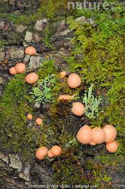 Attēlu rezultāti vaicājumam “Lycogala sp.”