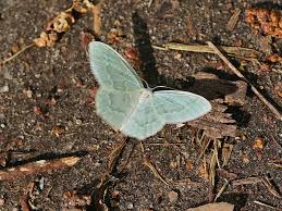 Attēlu rezultāti vaicājumam “Jodis putata”