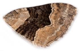 Attēlu rezultāti vaicājumam “Xanthorhoe quadrifasiata”