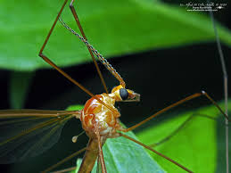 Attēlu rezultāti vaicājumam “Cribraria ferruginea macro”