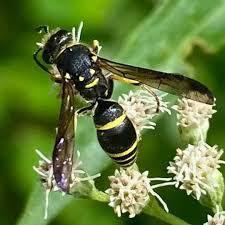 Attēlu rezultāti vaicājumam “Vespula rufa”