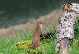 Attēlu rezultāti vaicājumam “Mustela nivalis adult”