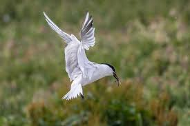 Attēlu rezultāti vaicājumam “Sterna sandvicensis”