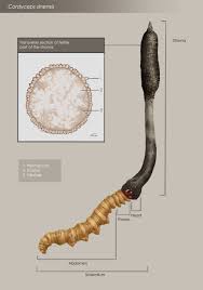 Attēlu rezultāti vaicājumam “Cordyceps stylophora”