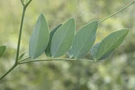 Attēlu rezultāti vaicājumam “Lathyrus niger leaf”