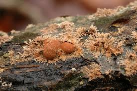 Attēlu rezultāti vaicājumam “Hypoxylon fragiforme / howeianum”