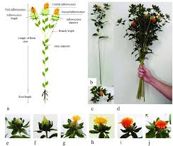 Image result for Carthamus tinctorius