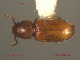 Attēlu rezultāti vaicājumam “Silvanidae”