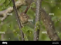 Attēlu rezultāti vaicājumam “Troglodytes troglodytes adult”