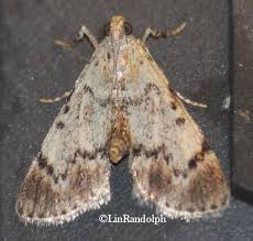 Attēlu rezultāti vaicājumam “Pyralididae”