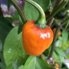 Afbeeldingsresultaat voor marconi golden sweet pepper