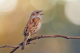 Attēlu rezultāti vaicājumam “Prunella modularis adult”