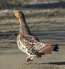 Attēlu rezultāti vaicājumam “Tetrao urogallus female”