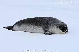 Image result for Cystophora cristata