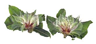 Attēlu rezultāti vaicājumam “Rhabdophaga rosaria”