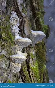 Attēlu rezultāti vaicājumam “Trametes suaveolens”