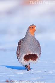 Attēlu rezultāti vaicājumam “Perdix perdix”