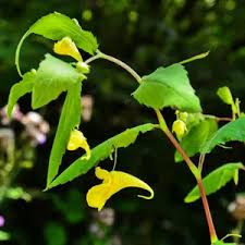 Attēlu rezultāti vaicājumam “Impatiens noli-tangere leaf”