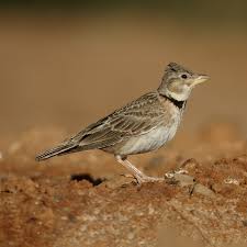 Image result for Melanocorypha calandra