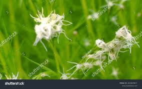 Attēlu rezultāti vaicājumam “Trichophorum alpinum flower”